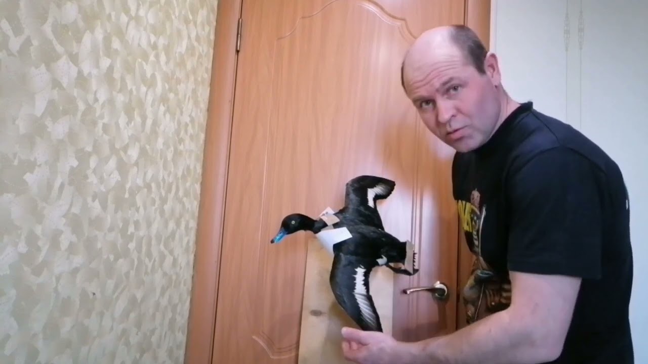 Чучело утки "хохлатая чернеть"