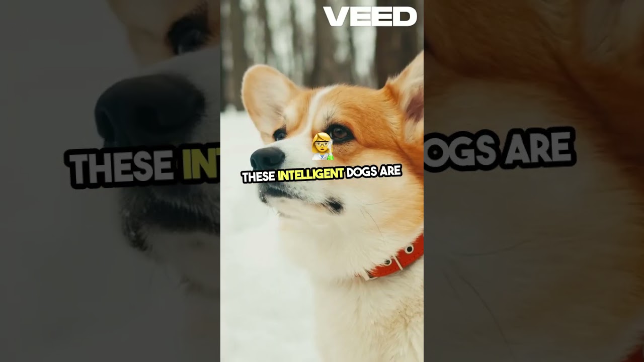 Surprising Welsh Corgi Facts Revealed! 