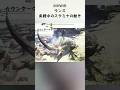 【MHWIB】ランス 実戦中のスタミナの動き