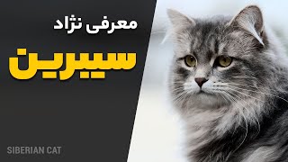 معرفی گربه سیبرین | همه چیز درباره گربه سیبری