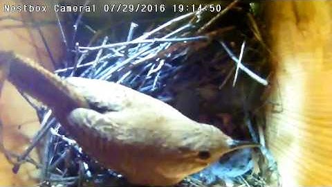 Irvine Nest Cam: Wren Egg Hatching