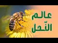 عالم النحل مخلوقات ربي 