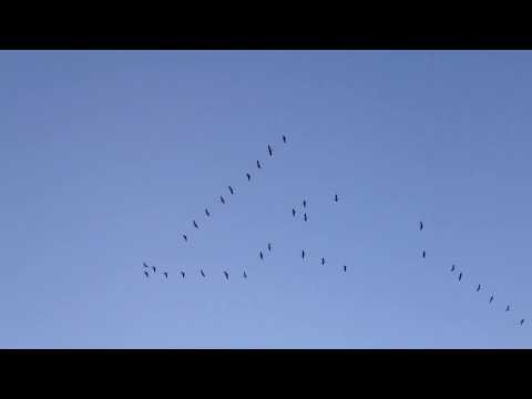 Стая журавлей улетает на юг осенью. A flock of cranes flies south in autumn.