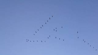 Стая журавлей улетает на юг осенью. A flock of cranes flies south in autumn.