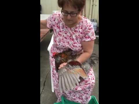 Clipping chicken wings - YouTube