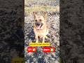 Choose your Option ❤️🐕 #doglover542 #cuteanimal #viral #ytshorts #shortsfeed #gsddog #status