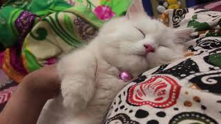 Sleeping cat GIF