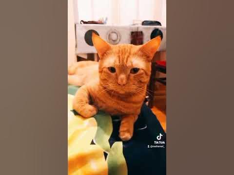 котик мой 😍 - YouTube