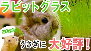 うさぎが喜ぶ草発見！ハムスターにも大好評No.10