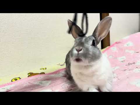 猫みたいなうさぎ🐰