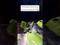 Watch these leaves rise again🌱 #plants #timelapse #alocasia