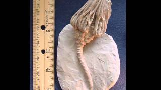 Crinoids