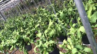 Joinflower Joinfolia South Korea