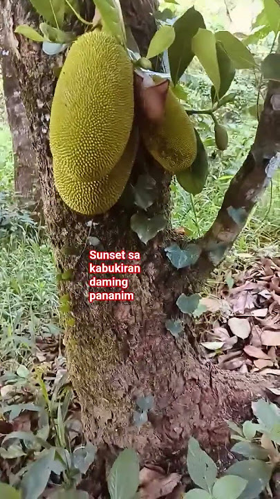 sunset sa kabukiran nature sounds of birds #langka#mahogany #asmr