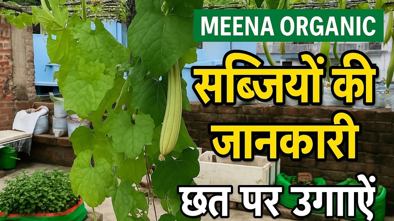 सस्ती और शुद्ध सब्ज़ियाँ अब घर पर ! छत पर उगाएं ताज़ी सब्जियाँ | Meena Organic Garden Tour 