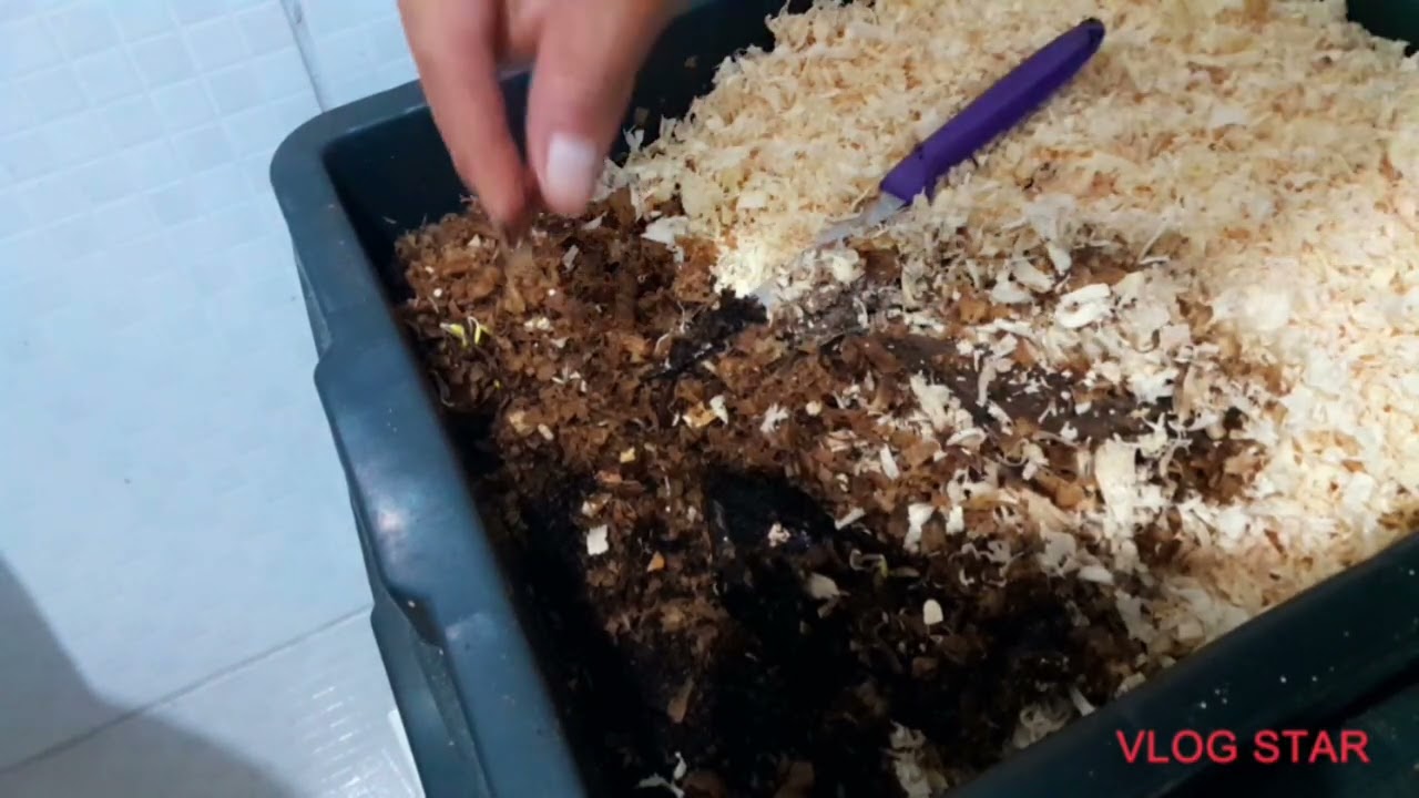 Minha composteira doméstica 