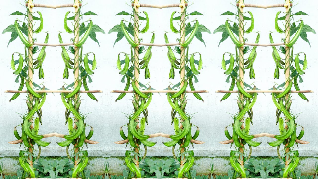 Очень вкусно есть, легко выращивать и много фруктов, выращивайте драконью фасоль дома