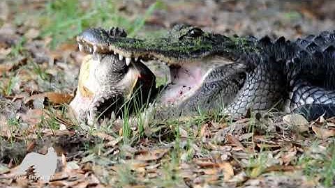 Gator Eats Turtle