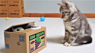 Kitten Reacts To Stealing Coin Cat Piggy Bank