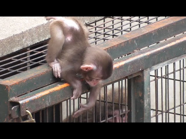 Baby Three 干支シリーズ　猿/サル 新番組】初めまして！赤ちゃん猿3兄弟です！[New program] Nice