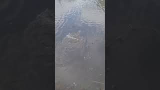 70Cm Snoek Op De Groote Aa