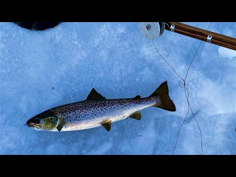 Late Season Landlocked
