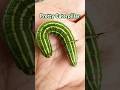 Pine Hawk-moth Caterpillar so Pretty #Shorts