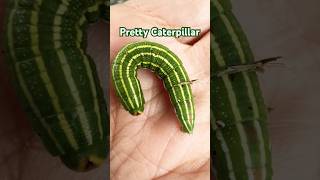 Pine Hawk-moth Caterpillar so Pretty #Shorts