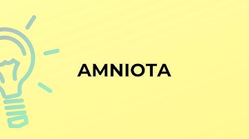 What is the meaning of the word AMNIOTA?