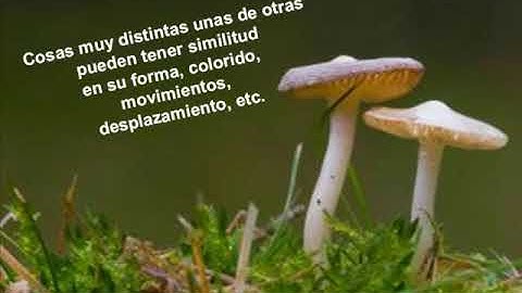 micro y macro cosmos