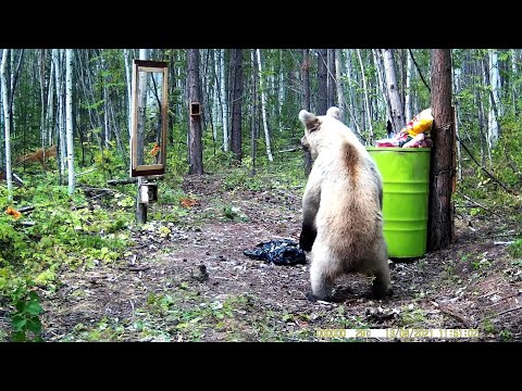 МЕДВЕДЬ И ЗЕРКАЛО. BEAR AND MIRROR.