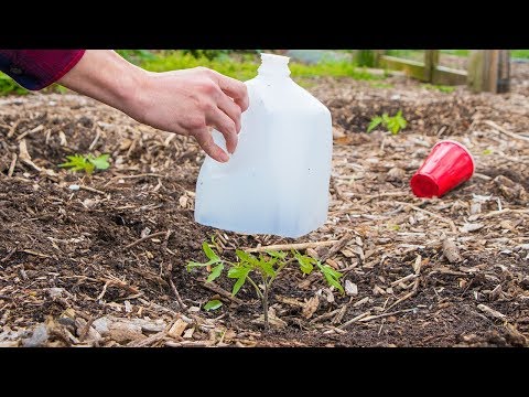 Video: Seedlings And Their Picking