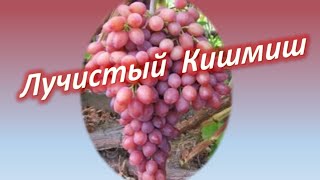 Сорт винограда кишмиш Лучистый