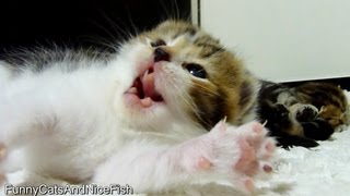 Top 21 Cutest and funny Kittens Stretching