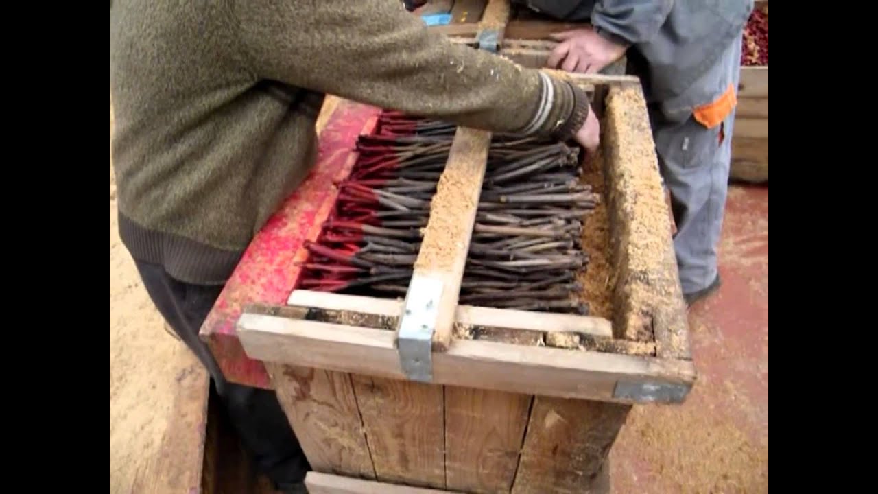 Innesti di vite a S. Marco di Milazzo (21.03.2015)