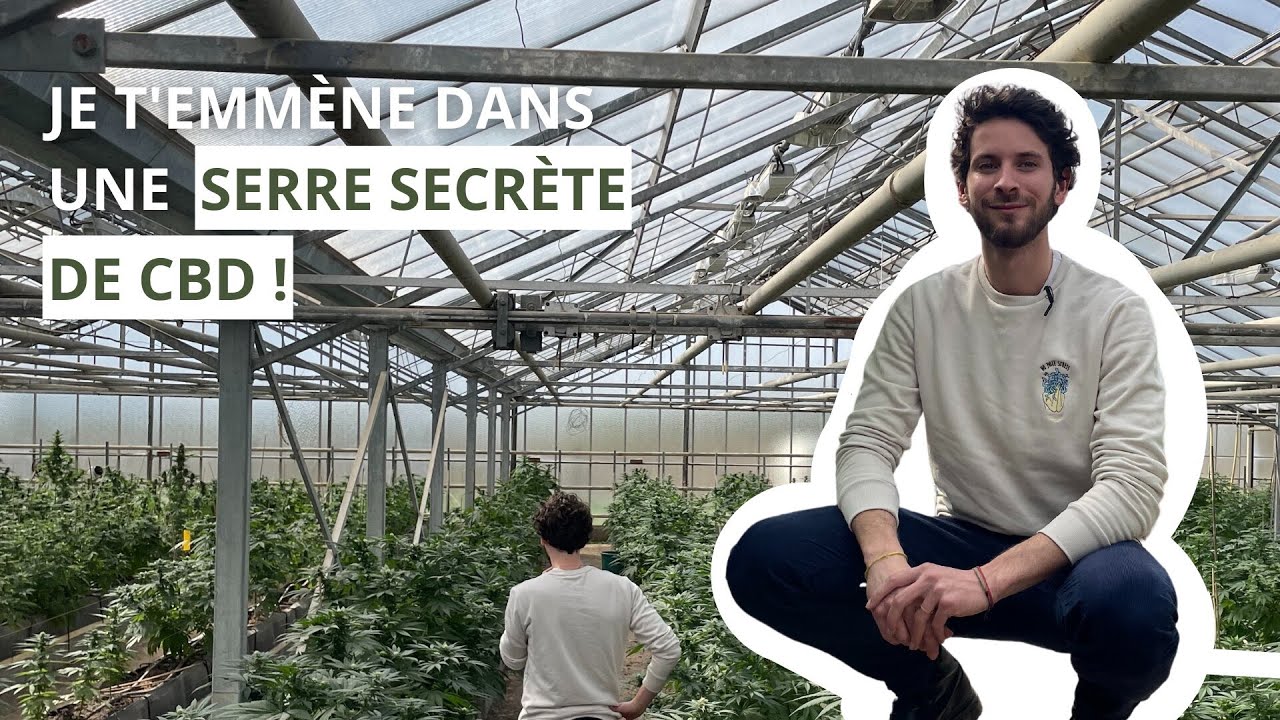 Les dessous de Tilyo - Episode 1: dans la serre secrète de CBD
