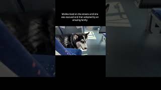 Rescued Husky on her first time bus ride #shorts