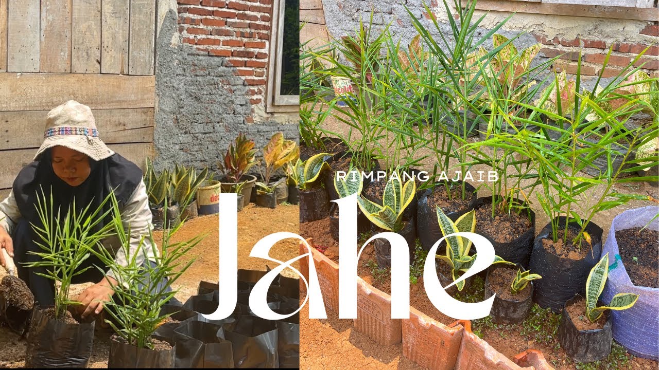 Menanam Jahe di Polybag, Ternyata Gampang Banget!” 🌿