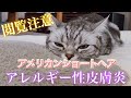 【閲覧注意】猫のアレルギー性皮膚炎【アメリカンショートヘア】