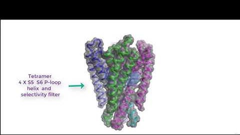 Models of gating derived from the bacterial ion channel KCSA