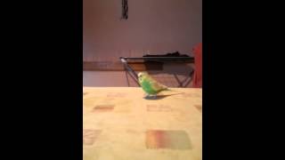 Thug life ! My parrot