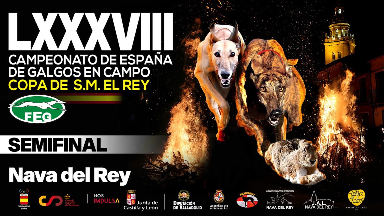 Semifinal  LXXXVIII  Campeonato de España Galgos en Campo COPA DE S,M, EL REY