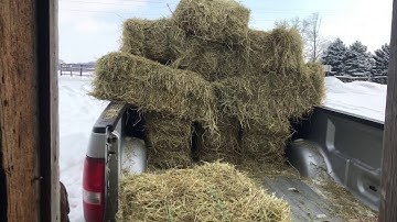 Stacking hay in the barn!