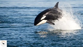 Orca - Have The Second Largest Brain Of Any Marine Mammal