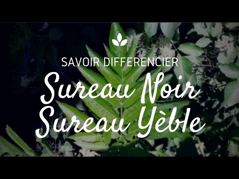 Vidéo: Utilisations courantes de la fleur de sureau – En savoir plus sur les recettes et les idées de fleurs de sureau