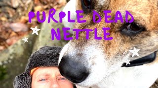 Eat the Weeds: Purple Dead Nettle by Climbing Bushcrafter 113 views 3 years ago 2 minutes, 57 seconds