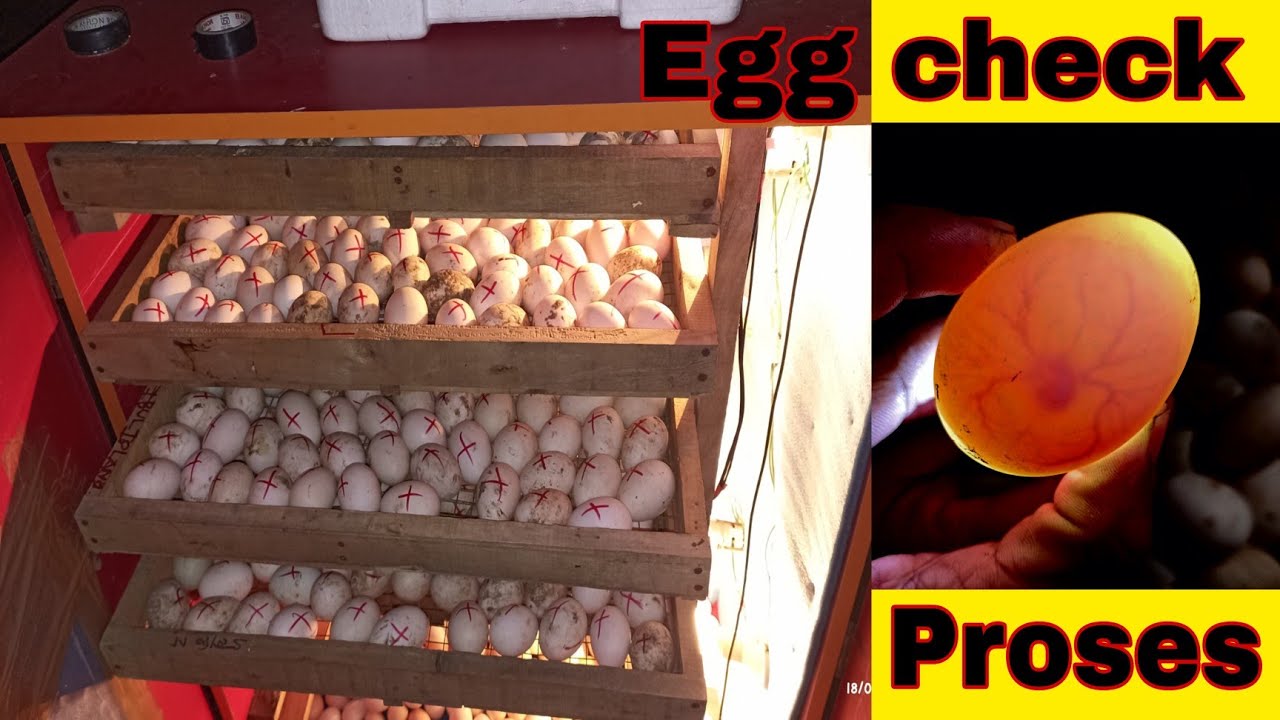 EGGS CHECKING PROSES EASY😎 egg Kaise check karta hai anda ki babe