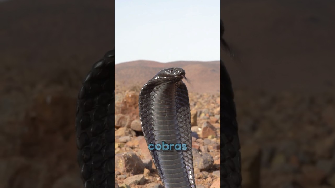 Why snakes run from this animal #animals #facts #animalfacts