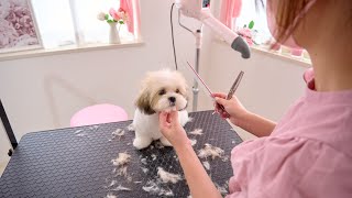 A two headed high Maltese × Shih Tzu puppy. How was your first grooming?