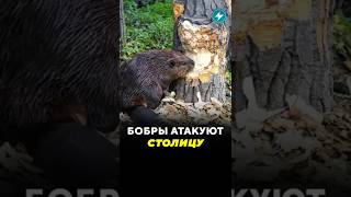 Бобры атакуют столицу / Новости #бобер #бобёр #минск #грызуны #платина #животные #столица #деревня